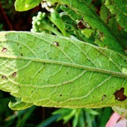 Psiadia amygdalina.? ? ( nervation de la feuille face inférieure ) asteraceae.endémique Réunion..jpeg